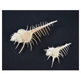 2 Venus Comb Murex Shells