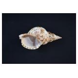 Titon's Trumpet Sea Shell