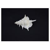 Alabaster Murex Shell