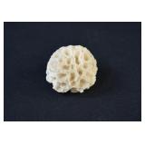 Natural White BRAIN Coral Specimen
