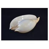 Large Melo Diadema Crowned Baler Melon Shell