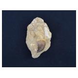 Cretaceous Period Fossilized Mosasaurus Tooth