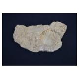 Limestone Matrix Containing Fossilized Brachiopods