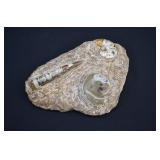 ORTHOCERAS & AMMONITE Fossil Composite Plate