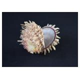 Atlantic Thorny Oyster Shell