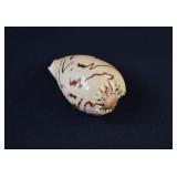 Noble Volute or Melo Baler Shell