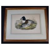John Gould (1804-81) Golden Eye Duck Lithograph