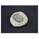 Phacops Trilobite Fossil