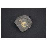 Black Fossilized Ammonite with Spiral Pattern