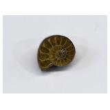Sterling Silver Mount Ammonite Fossil Clip Earring