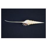 10' Spindle Tibia Fusus Shell