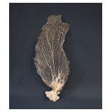 Natural Sea Fan / Sea Whip Gorgonian Coral