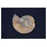 Polished Ammonite Fossil Shell