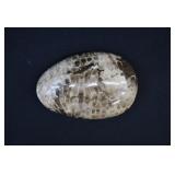 Lake Michigan Petoskey Fossilized Rugose Coral