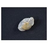 Cretaceous Period Ammonite Fossil