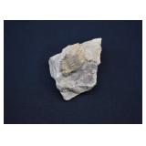 Paleozoic Era Cambrian Period  Trilobite Fossil