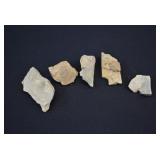 5 Paleozoic Era Cambrian Period  Trilobite Fossils