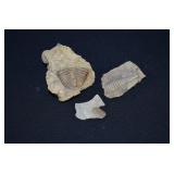3 Paleozoic Era Cambrian Period  Trilobite Fossils