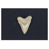 2'  Fossilized Megalodon Shark's Tooth