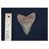 4' Fossilized Megalodon Shark's Tooth