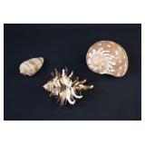 3pc ENDIVE Murex, Conus Textile & Moon Snail Shell