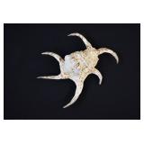 Spider Conch Seashell Shell