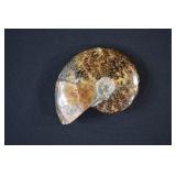 Cretaceous Period Whole Polished Ammonite Fossil