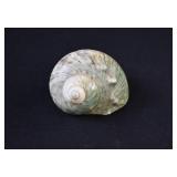 Turbo Marmoratus Green Turban Shell