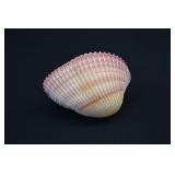 Intact GIANT AFRICAN COCKLE Seashell Shell