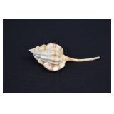 Hirase's Murex Seashell Shell