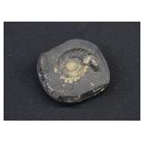 Dactylioceras Ammonite Nodule Fossil