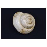 Polished Gastropod Sea Snail Fossil