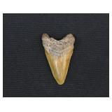 2 1/2' Megalodon Shark's Tooth