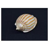 Striped Bonnet Shell (Phalium flammiferum)