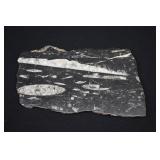 Polished Fossiliferous Black Limestone Plate