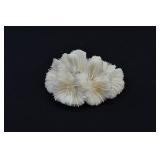 Fungia White Mushroom Coral Skeleton
