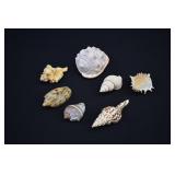 7 Assorted Specimens Marine Mollusk Shells