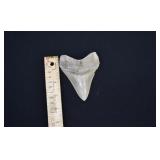4' Megalodon Shark's Tooth