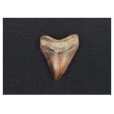 2' Megalodon Shark's Tooth