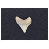 Megalodon Shark Tooth Fossil 1 ¼'