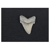 Fossilized Great White Shark Upper Tooth 2'