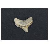 Posterior Jaw Megalodon Shark Tooth Fossil 1 ¼'