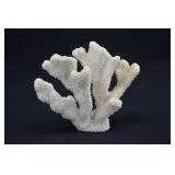 White Cat's Paw Coral Skeleton