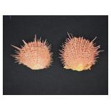 Spondylus Spiny Oyster Shells