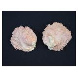 Leafy Jewelbox Oyster Shells