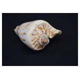 Large Noble Volute Seashell Shell