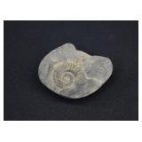 Dactylioceras Ammonite Fossil
