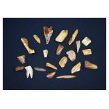 Assorted Polished Fossil Walrus Ivory Tusk Pieces