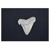 Megalodon Shark Tooth Fossil 2 ¼'