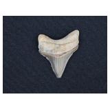 Megalodon Shark Tooth Fossil 1 ¾'